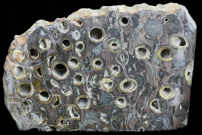 Slab Fossil Teredo (Shipworm Bored) Wood - England #70657